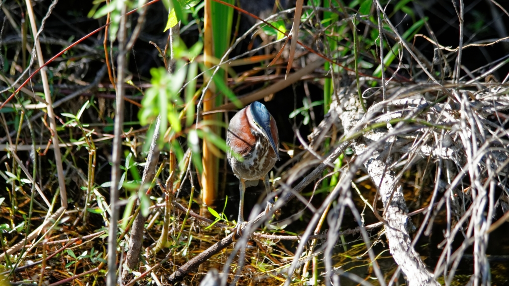 02 - Everglade NP (60).jpg